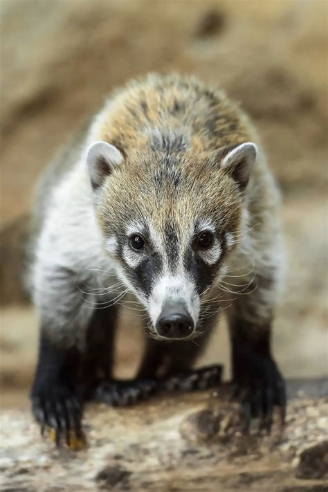 Moment Zoos New Cute Raccoon Like Animals Are Fed Viraltab
