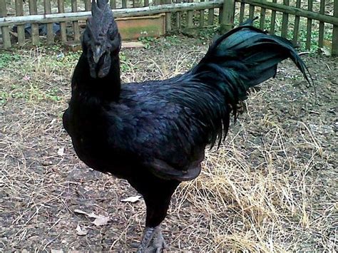 Ayam Cemani Chicken Has Pitch Black Feathers Beak Skin Organs And