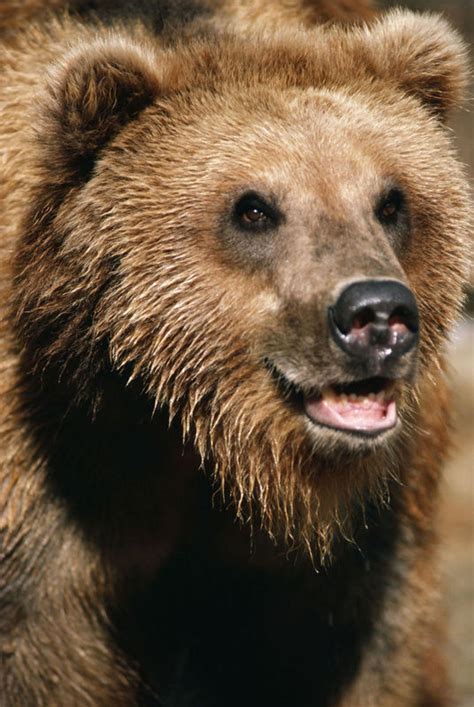 bear photo gallery