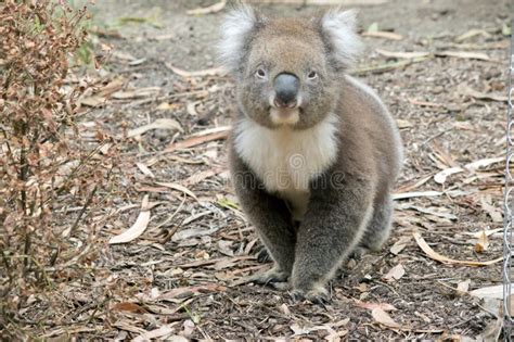 The Koala Is Walking Between Trees Looking For Food Stock Photo Image