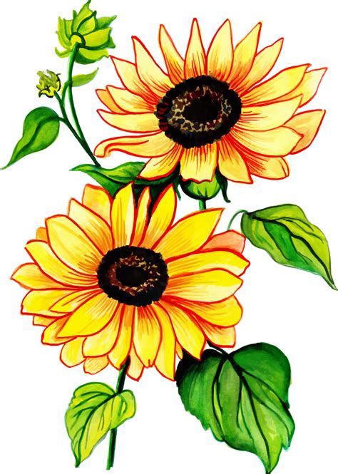 13 Clipart Sunflower Outline 