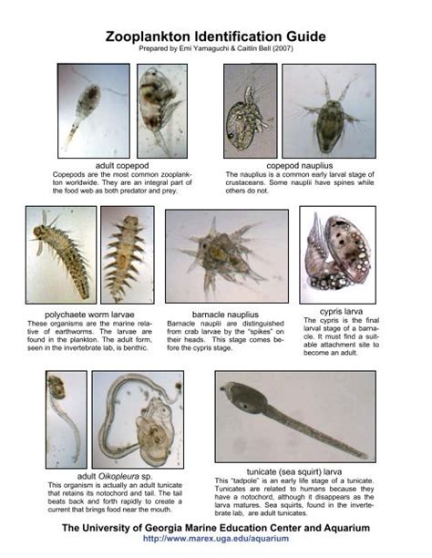 Zooplankton Identification Guide Georgia Sea Grant University Of