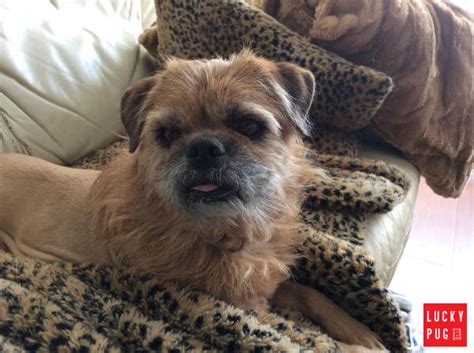 Maybe you would like to learn more about one of these? Brug Hybrid Breed Information & Pictures | Pug x Brussels ...
