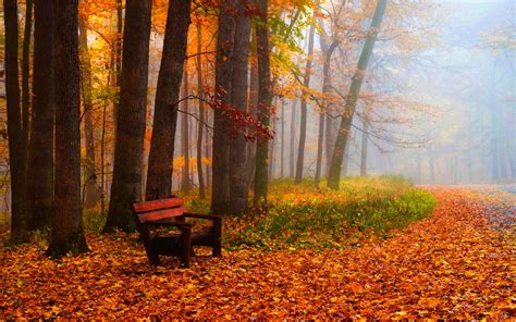 Autumn Leaves Trees Park Grass Road Bench Wallpaper Nature And