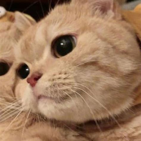 Cute Matching Cat Icons Cute Cat  Kittens Cutest Matching Cat Pfp