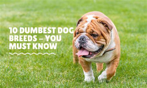 10 Dumbest Dog Breeds You Must Know In 2022 Dumb Dogs Dog Facts