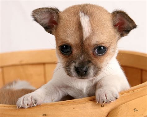 Dog Cute Dog Chihuahua Puppy Training The Easy Way
