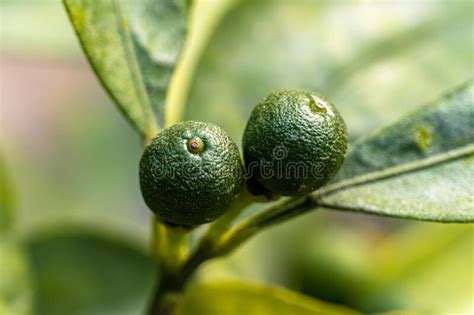 Two Small Lemon Hanging On The Tree The Lemon Citrus Limon Is A