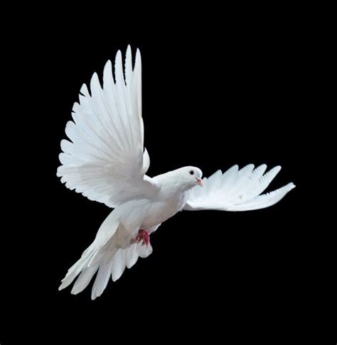 Une Blanche Colombe Volante Gratuite Isolée — Image Dove Pictures