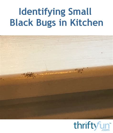 Tiny Black Bugs Kitchen Sink