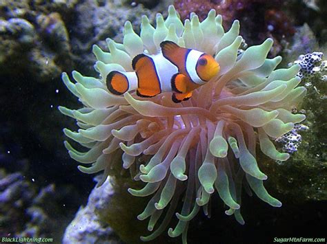 Green Bubbletip Anemone Anemone Sea Anemone Clown Fish