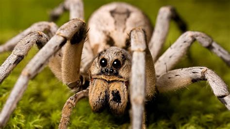 The Anatomy Of Fangs In Wolf Spiders