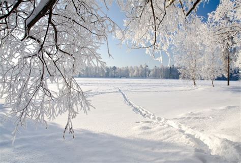Tapeta na monitor | Zima | stromy, sníh, stopy, bělost, zima