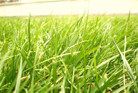 Green Grass Grows All Around By Allgoodusernamesgone On Deviantart