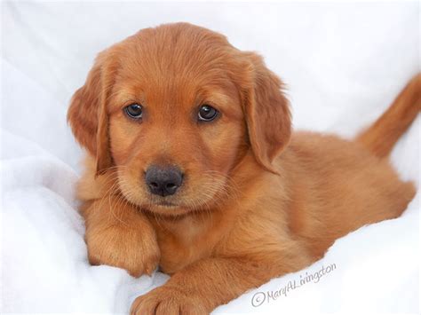 Read more about this dog breed on our golden retriever breed information page. Red Golden Retriever Puppies For Sale - change comin