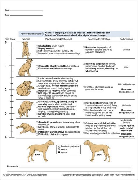 Modified Glasgow Coma Scale Illustration Dogs Vetlexicon Canis From Images