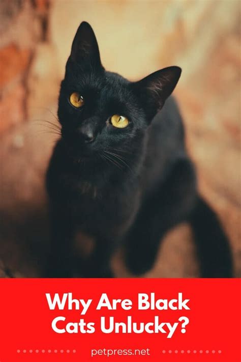 Why Are Black Cats Unlucky Exploring The Mystery Of Black Cats