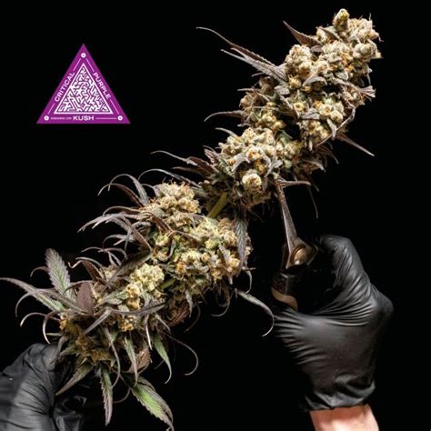 Buy Critical Purple Kush Feminized Seeds By Seedsman In America