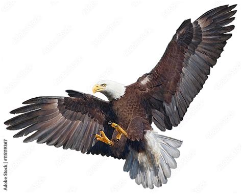 Bald Eagle Flying Swoop Hand Draw And Paint On White Background Vector