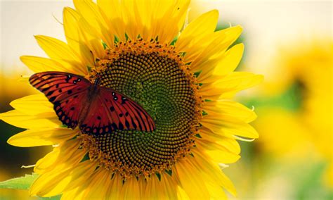 Are Butterflies Attracted To Sunflowers And Why Wildlife Welcome