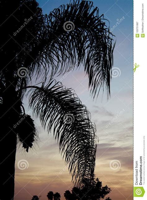 Southern California Palm Tree Sunset Silhouette Vertical Stock Image