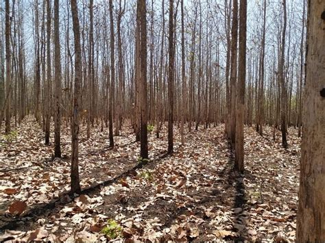 9 Jenis Hutan Dan Ciri Ciri Hutan Di Indonesia Update 2022