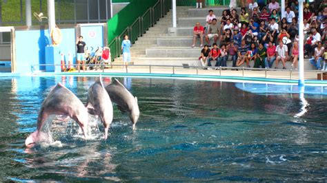 Dolphin And Fur Seal Show Dolphin Lagoon Zoochat