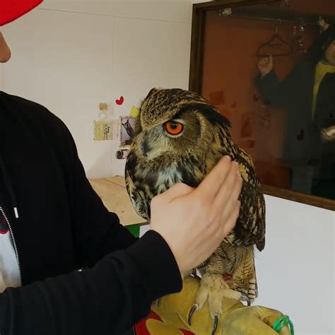 Owls are wild birds of prey, similar to eagles and vultures. You Can Have A Beer With Owls In Japan - NowThis