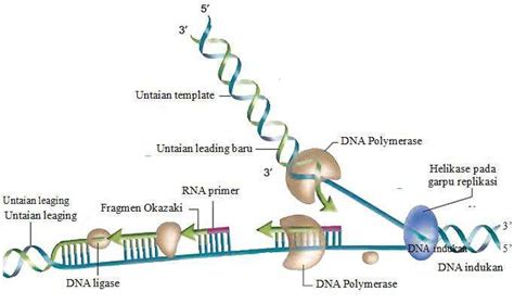 Gambar 6 7 Proses Replikasi DNA Dan Pembentukan Fragmen Okazaki