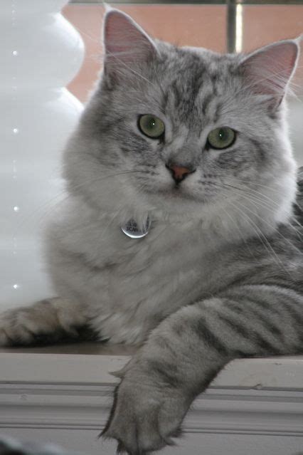 Pictures of Siberian Cat Breed | Cat breeds, Siberian cat ...