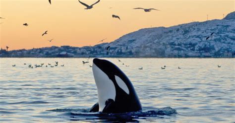 Time Is Running Out For British Columbias Killer Whales
