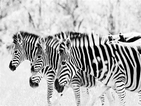 Zebra Laptop Wallpapers 4k Hd Zebra Laptop Backgrounds On Wallpaperbat