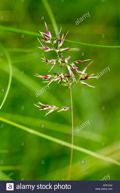 Poa Compress Hi Res Stock Photography And Images Alamy