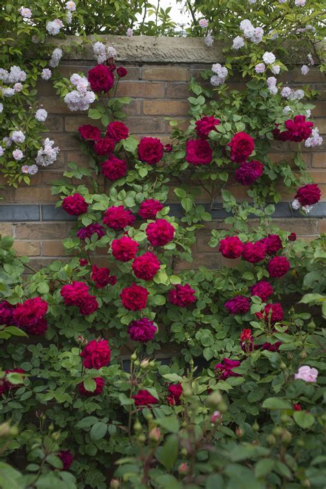 On pinterest, there has been a 97% increase in searches for deck renovation ideas. red rose cottage... … | In The Garden | Pinterest | Rose ...
