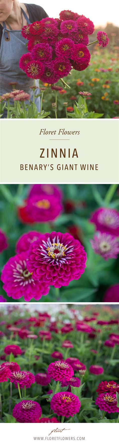 Zinnia Benarys Giant Wine Flower Farm Zinnias Flower Seeds