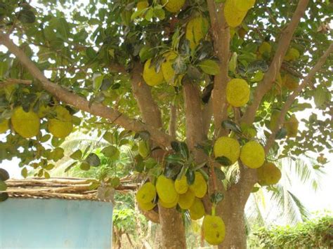 Its origin is in the region between the western ghats of southern india, all of sri lanka and the rainforests of malaysia. Siempre será primavera: La jaca. Una fruta que quizás no ...