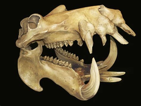 Hippopotamus Skull Animal Skulls Animal Bones Animal Skeletons