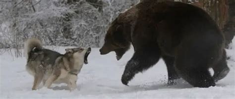 What Dog Hunts Bears 8 Bear Hunting Dog Options