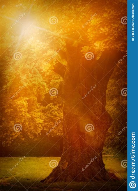Old Oak Tree Stock Photo Image Of Background Autumnal 245545002