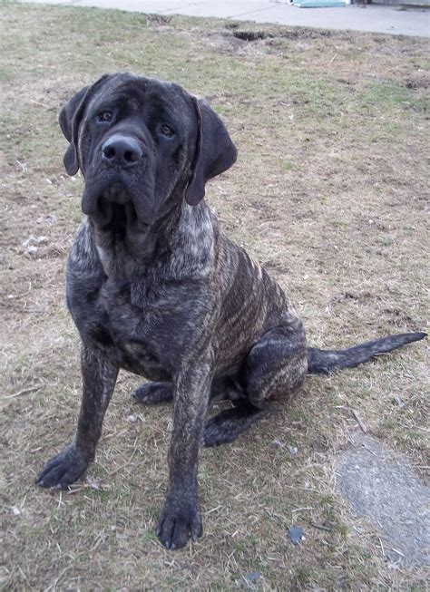 Love My English Mastiff You Can Get Additional Details About Pet