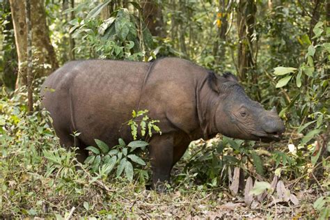Sumatran Rhinoceros Endangered Wildlife