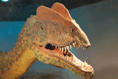 How Dilophosaurus Became A Rock Star Dilophosaurus Rockstar Arizona