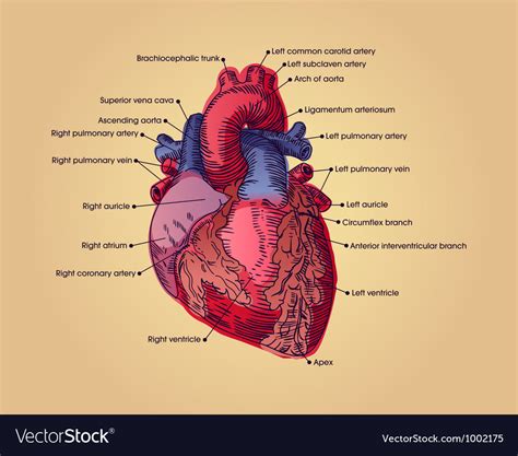 Anatomy Of The Heart Human Heart Anatomy Royalty Free Cliparts Vectors