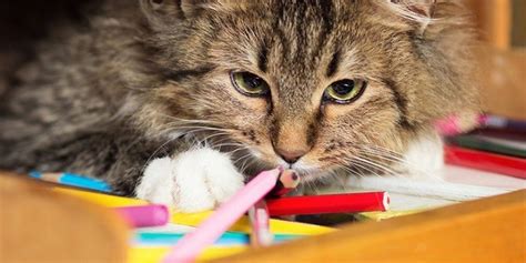 Disfunzione Cognitiva Nel Gatto Cause Sintomi E Terapia Petsblog