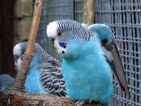 Budgies Are Awesome Budgies Heartbeat