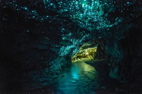 The Magical Caves Filled Stars Waitomo Glowwormtourism Information