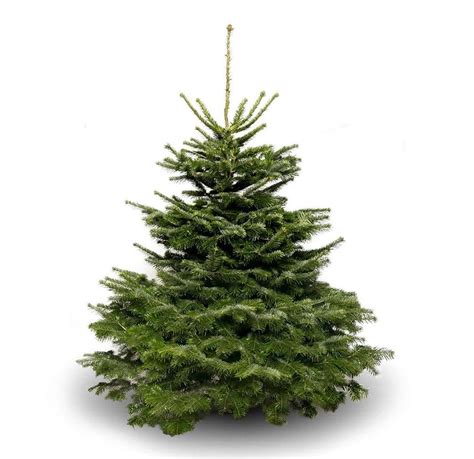 Nordman Fir Christmas Tree 12ft