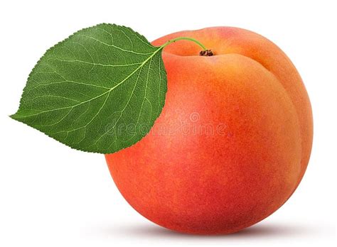 Fresh Ripe Apricot With Leaf Stock Image Image Of Apricot Spring