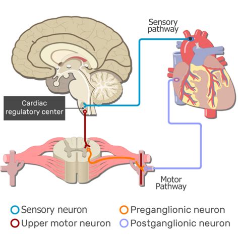 Sensory Somatic Nervous System Silenthrom
