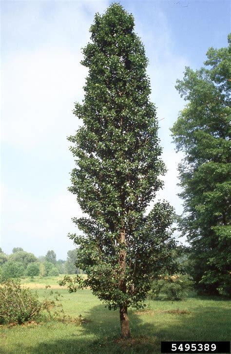 European Black Alder Alnus Glutinosa Fagales Betulaceae 5495389